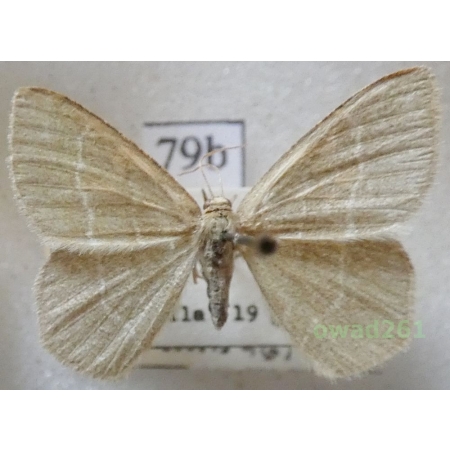 Chlorissa viridata (Linnaeus, 1758) Slovakia79b